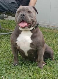 American bully