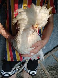 Pulcini futuri galli o galline