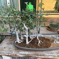 Bonsai boschetto olmi