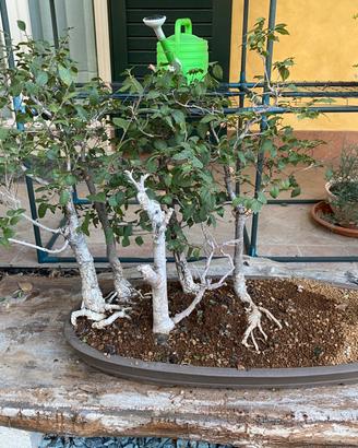 Bonsai boschetto olmi