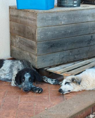 Cuccioli di cane