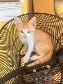Gattino arancione Zeus