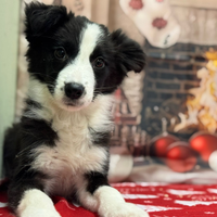 Border collie con pedigree ENCI