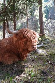 Mucche razza Highland docili e allevate in branco
