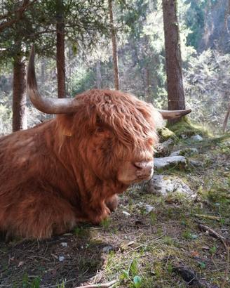 Mucche razza Highland docili e allevate in branco