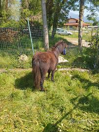Pony