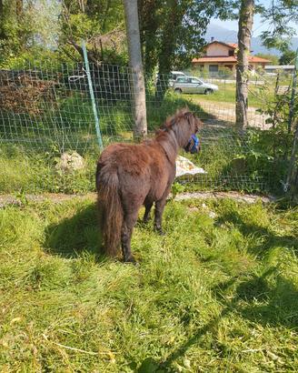 Pony