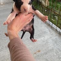 Cuccioli Amstaff Red nose Blue