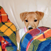 Cucciola Jack Russell terrier