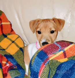 Cucciola Jack Russell terrier