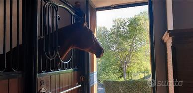 Box per cavalli