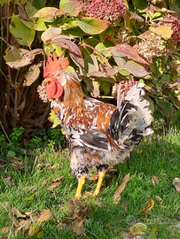 Galli e galline millefiori