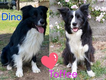 Cucciole Border Collie 