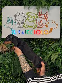 Cuccioli bassotti nani