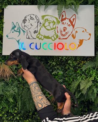 Cuccioli bassotti nani