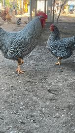 Polli Amrock