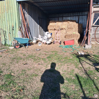 Tacchini ermellinati