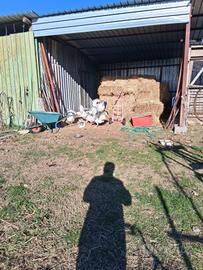 Tacchini ermellinati