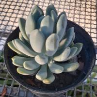 Piantine di Pachyveria Clavifolia