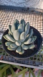 Piantine di Pachyveria Clavifolia