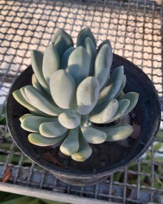 Piantine di Pachyveria Clavifolia