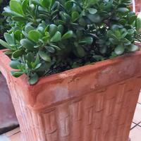 elegante pianta  inserita in vaso di terracotta 