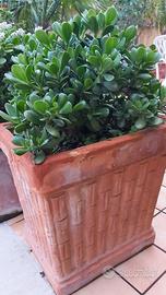 elegante pianta  inserita in vaso di terracotta 