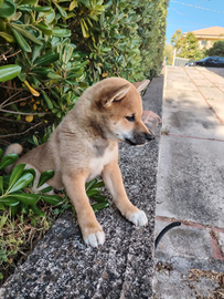 Shiba 3 mesi vaccinato