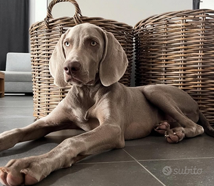 Bracco di Weimar 4mesi reg.alo