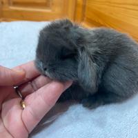 Coniglio minilop blu di Vienna