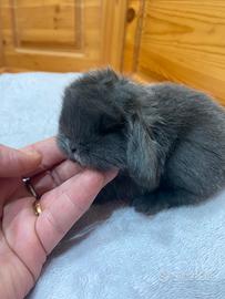 Coniglio minilop blu di Vienna