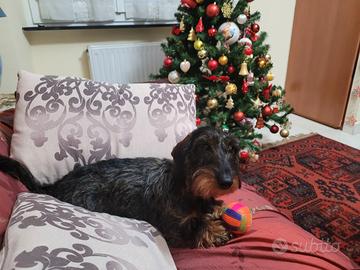 Fidanzato per bassotta a pelo duro