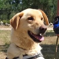 Ciabatta, simpatico e buffo vuole una casa sua