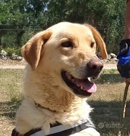 Ciabatta, simpatico e buffo vuole una casa sua