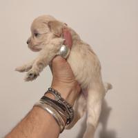 Cuccioli di maltipoo