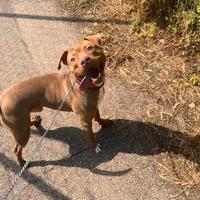 Pitbull terrier Americano