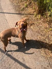 Pitbull terrier Americano