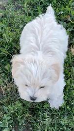 Cuccioli Maltese