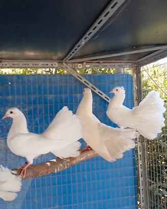 Colombe pavoncelle
