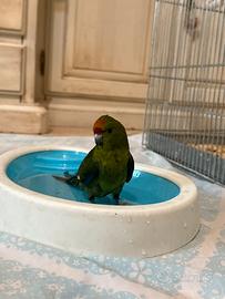 Kakariki allevato a mano