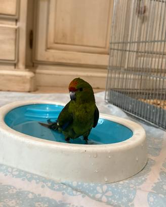 Kakariki allevato a mano