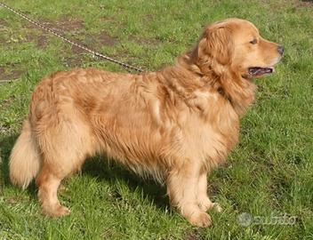 Golden retriever accoppiamento