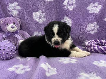 Femmina pastore australiano pedigree