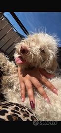 Lagotto 3 mesi