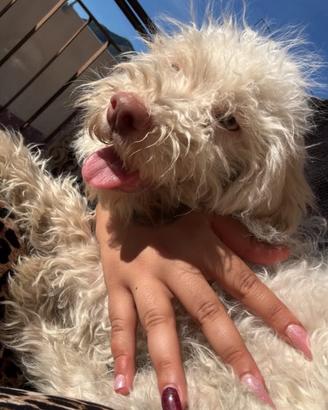 Lagotto 3 mesi
