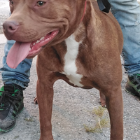 Cuccioli American pitbull