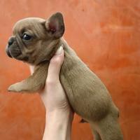 Bulldog francesi esotici