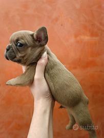 Bulldog francesi esotici