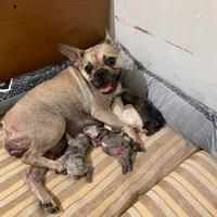 Fattrice Bouledogue francese