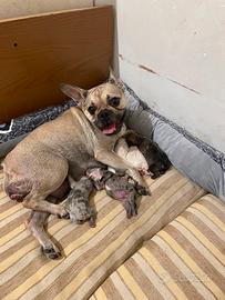 Fattrice Bouledogue francese